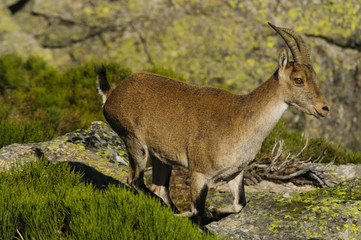 Ibex, spain, male, female, puppies