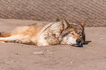 Lazy wolf resting in the zoo