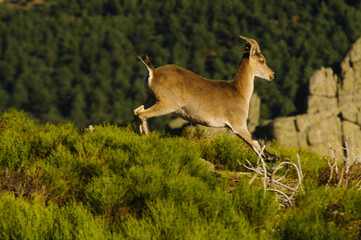 Ibex, spain, male, female, puppies