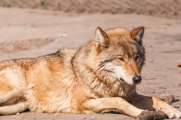 Lazy wolf resting in the zoo