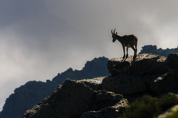 Ibex, spain, male, female, puppies
