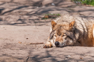 Lazy wolf resting in the zoo