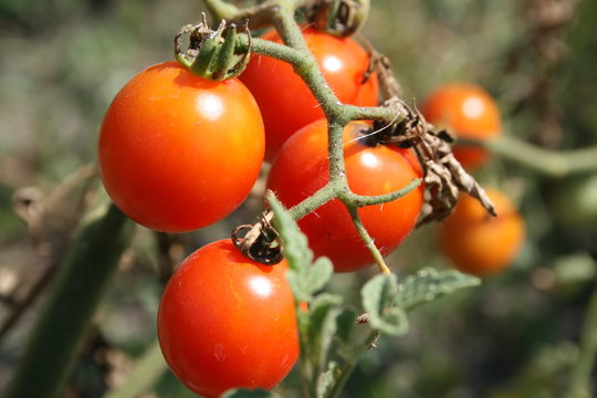 A branch of ripe red and juicy cherry tomatoes in the garden