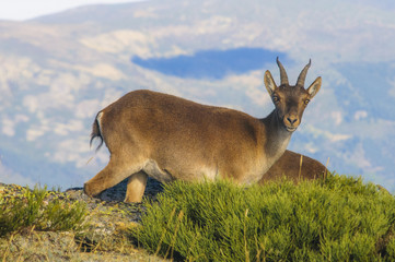 Ibex, spain, male, female, puppies