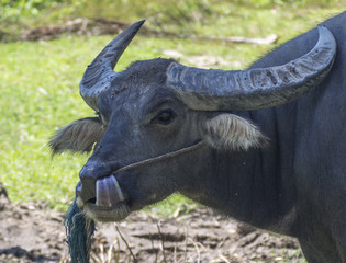 Close-up of a buffalo picking his nose with a tongue on a green field.