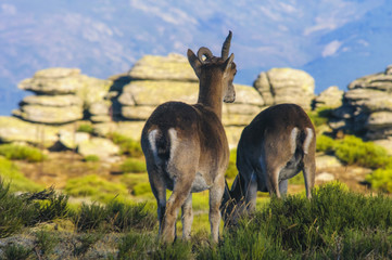 Ibex, spain, male, female, puppies