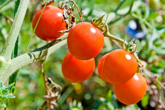 A branch of ripe red and juicy cherry tomatoes in the garden