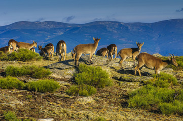 Ibex, spain, male, female, puppies