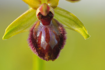Orphrys sphegodes, flower, details