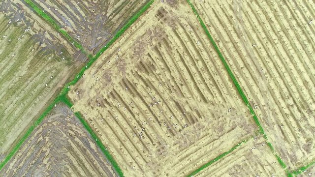 4K resolution : Anastomus oscitans, flock of birds feeding in rice field. Aerial view from flying drone.