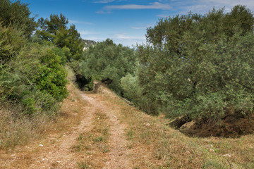 Olive forest in Zakynthos, Ionian island, Greece