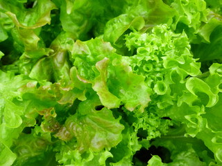 Salad grows on the bed. Organic fresh food.