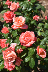 Roisier rose en été au jardin