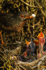 Datfrord Warbler (Sylvia undata) male feeding the chickens in the nest