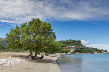 Green tree at Keriou beach, Zakynthos, Ionian island, Greece