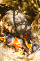 Obraz premium Datfrord Warbler (Sylvia undata) male feeding the chickens in the nest