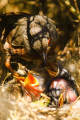 Datfrord Warbler (Sylvia undata) male feeding the chickens in the nest