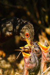 Datfrord Warbler (Sylvia undata) male feeding the chickens in the nest