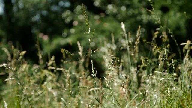 Long reeds and other plants blow in the wind and breeze in slow motion from England