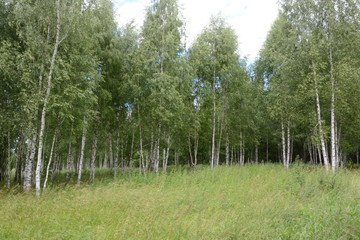 Birch Grove
