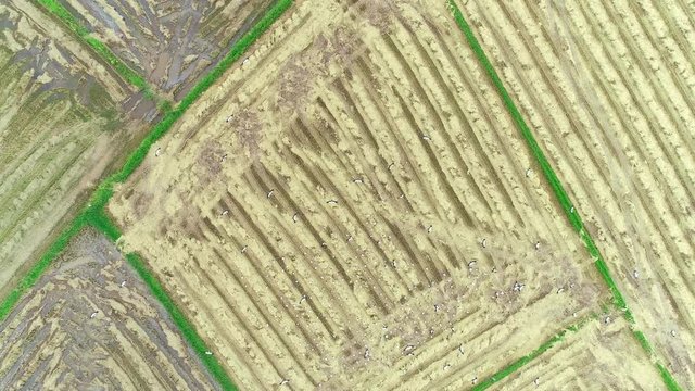 4K resolution : Anastomus oscitans, flock of birds feeding in rice field. Aerial view from flying drone.
