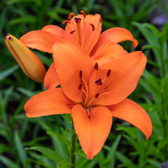 Orange lily (Lilium)