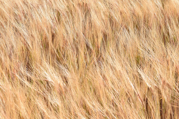 Corn field Cornwall