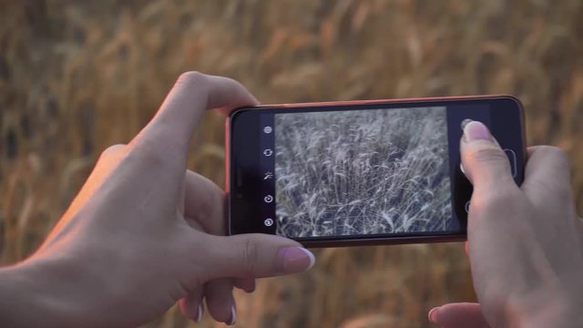 Woman farmer takes photo of ears of grain on mobile phone