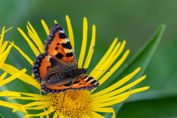 Small tortoiseshell (Aglais urticae)