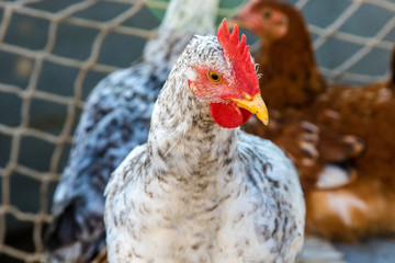  motley chickens grazing in the farmyard yard