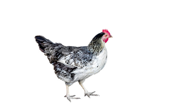  variegated chicken on white background