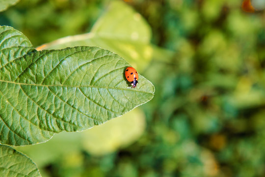  small insect ladybird sits on a green leaf.