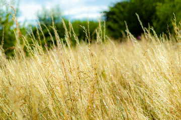 Long swaying yellow golden grass with green trees and bushes in the background with blue sky white clouds