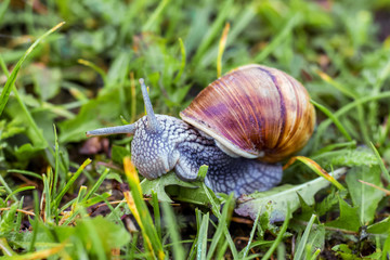 Snail on the background of green grass. Snail eats grass in the morning_