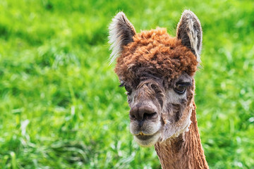 Portrait of pensive brown alpaca on blurred grass backgrounds.	