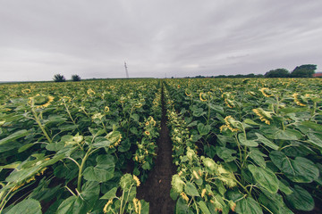 Fototapeta premium Sunflower field