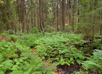 Wild fern closeup in pine forest.