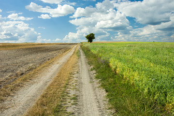 Country road through plowed field and beans, lonely tree and blue sky