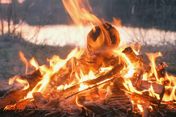 Fototapeta premium Burning bonfire of dry branches in the forest in riverbank close-up.