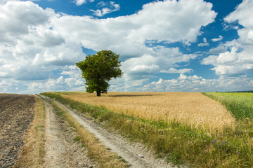 Fototapeta na wymiar Country road through field, lonely tree and blue sky