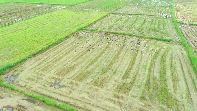 4K resolution : Anastomus oscitans, flock of birds feeding in rice field. Aerial view from flying drone.