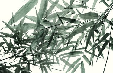 Fototapeta premium Sun light coming through the branches of bamboo leaves.
