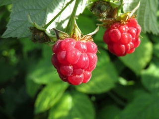 Ripe raspberries on a branch, close-up. Beautiful red raspberry on green bush, healing berry growing in summer garden
