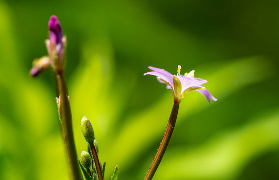 Ruprechtskraut Bl&uuml;te & Knospe