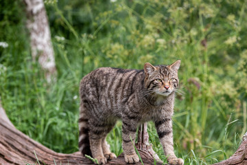 Fototapeta na wymiar The beautiful Scottish Wildcat