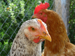 Chickens on the summer farm against the wire mesh, close-up. Domestic laying hen and rooster in the chicken coop. Allegory of a bickering couple, husband and wife in a family quarrel