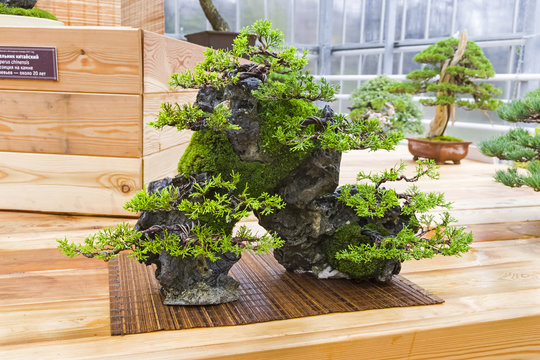 Bonsai tree  - Chinese juniper, composition on a stone.