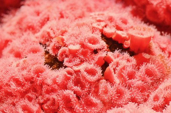 Colony of Strawberry Anemone at Vancouver Aquarium in Canada