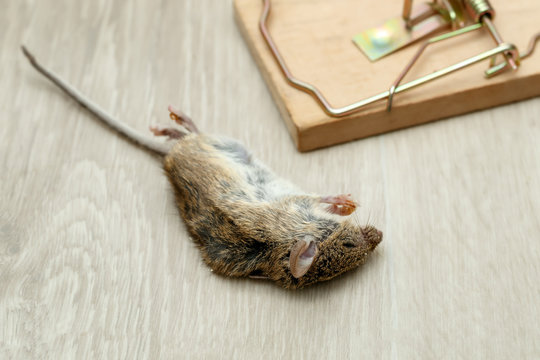 Close-up dead wild mouse near mouse trap on gray floor in house.