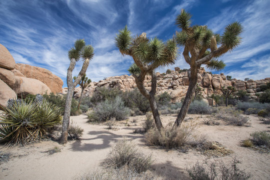 Joshua Tree Nationalpark